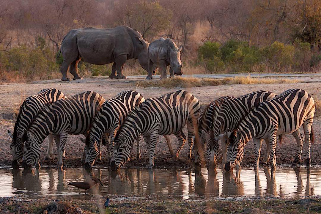 Herd of Zebras and rhinos drinking from a watering hole. 