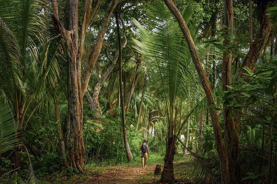 Man Walking On A Path In Tropical Jungle Forest in Bocas del Toro, Panama