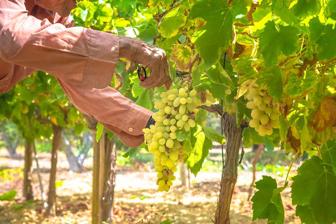 A man harvests grapes in Crete, Greece