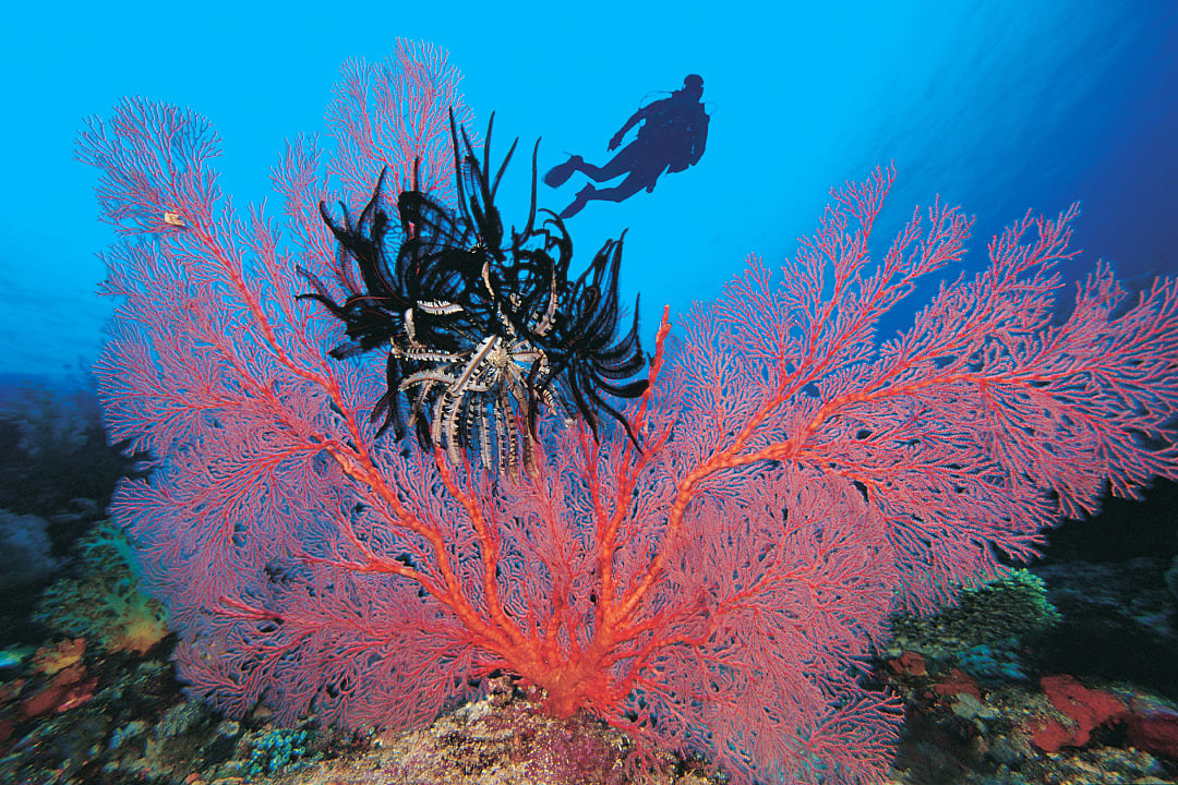 Scuba diving in Raja Ampat, Indonesia.