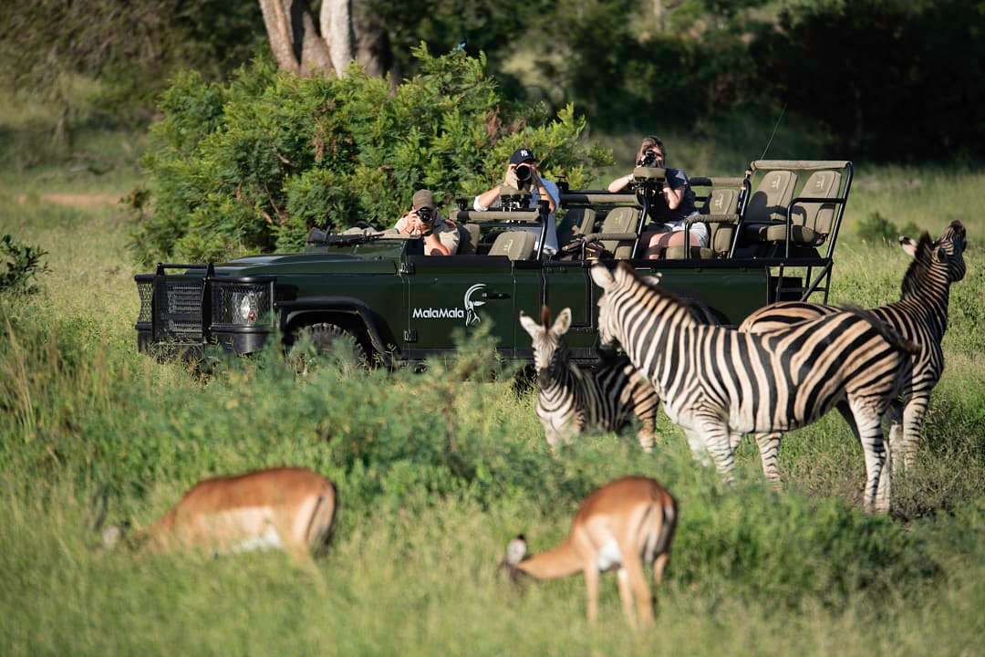Guests on a private photographic safari in an open-air vehicle observe zebra and impala at MalaMala.
