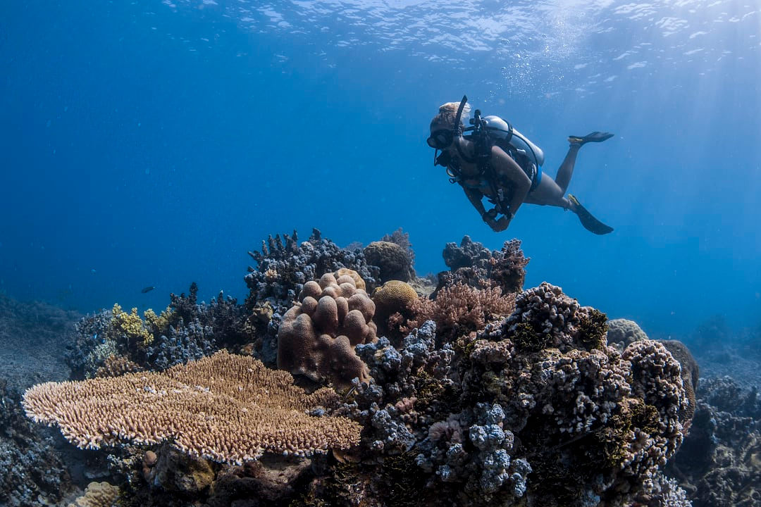 Diver swims above a vibrant coral reef teeming with diverse marine life.