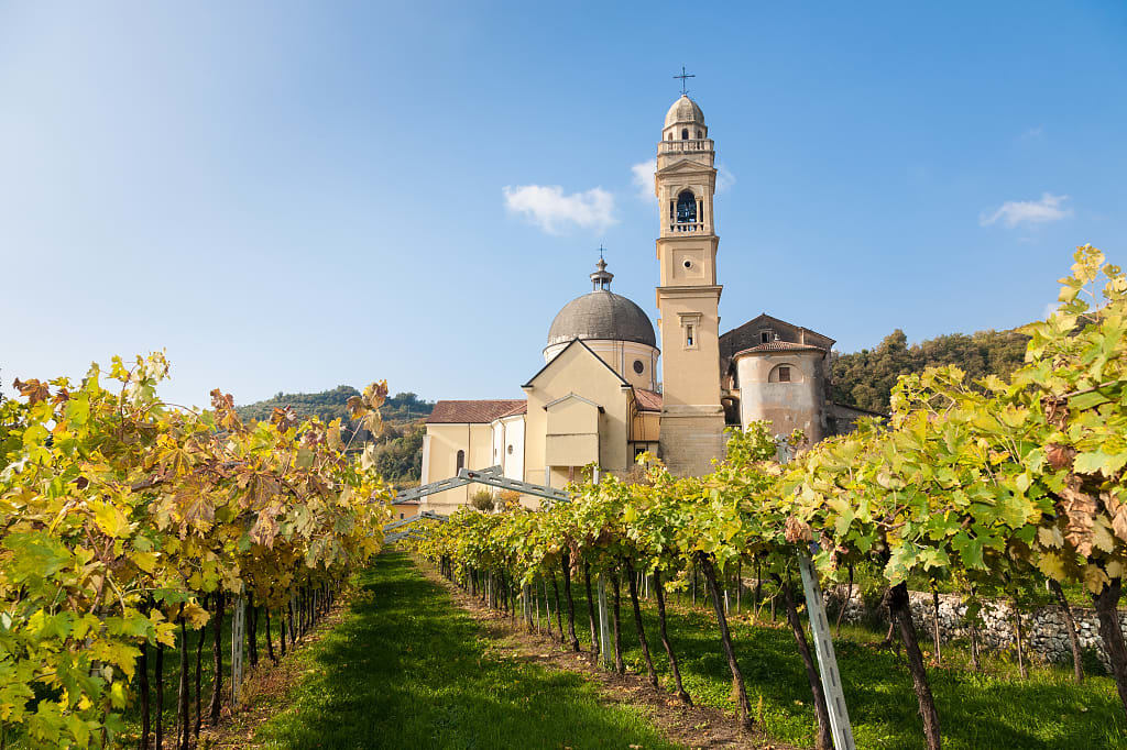 Vineyards in Valpolicella, Italy
