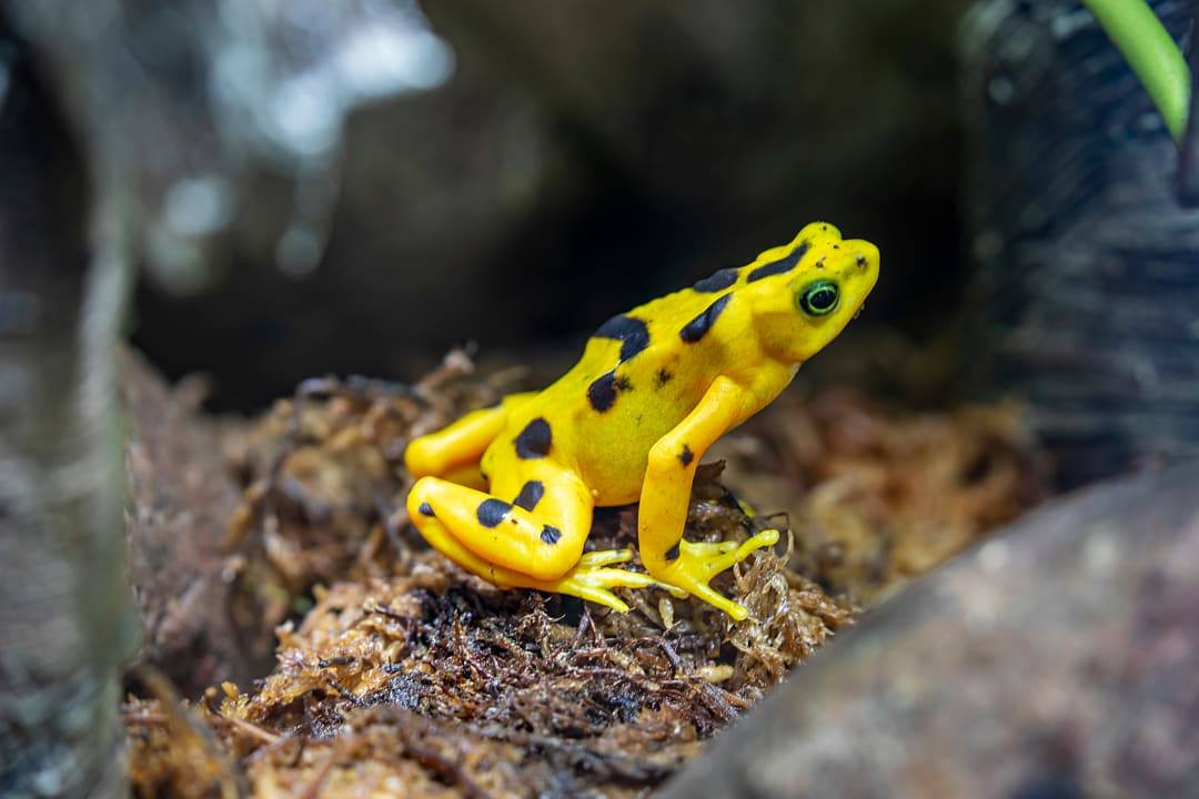 Golden frog in the rainforest of Panama