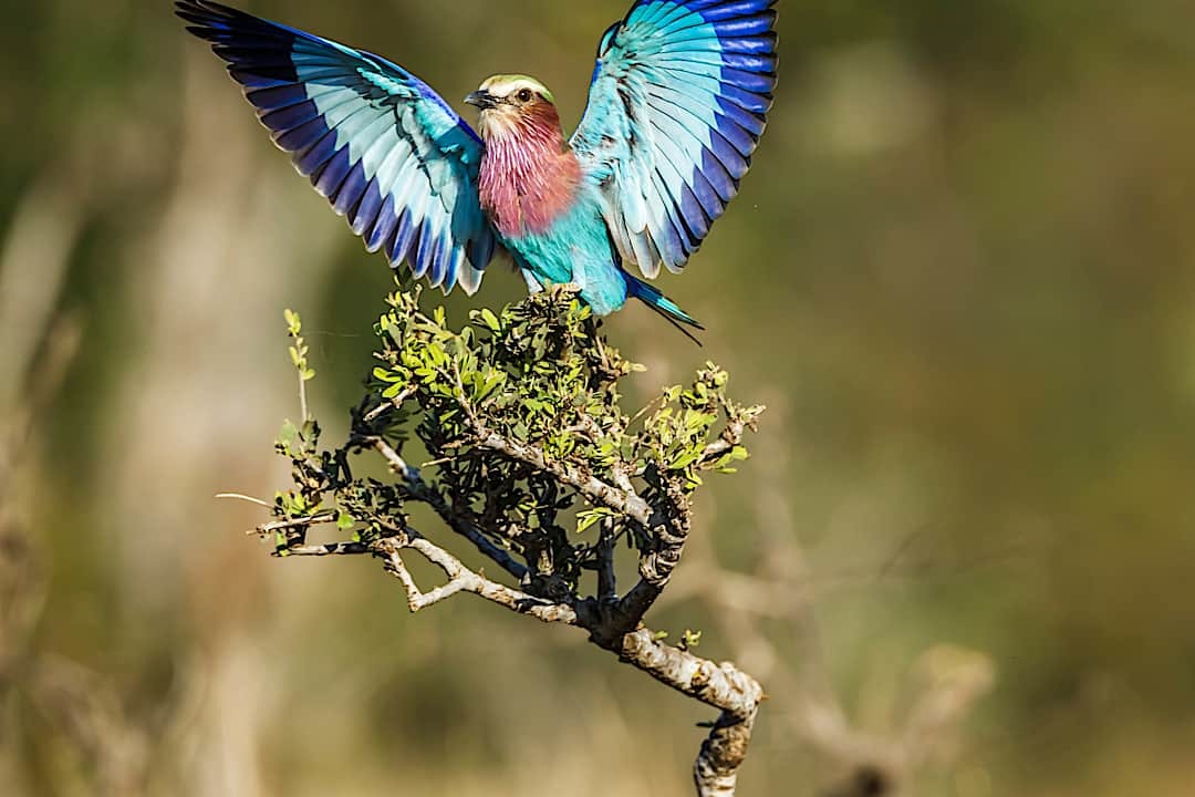 Lilac breasted roller sighting in the Kruger National Park, South Africa.