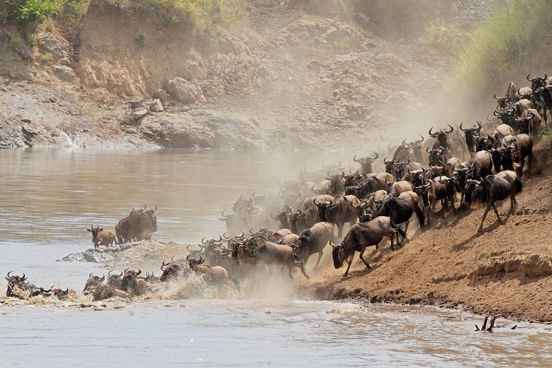 Wildebeest herd rushes across river during great migration in Africa.