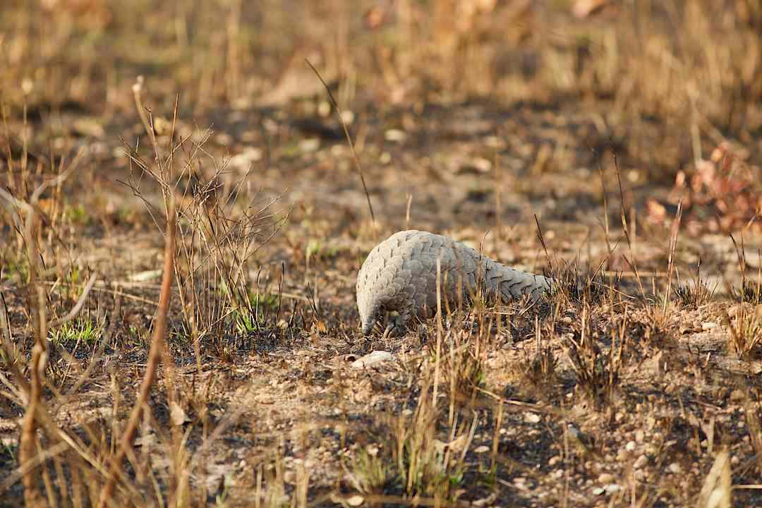 Pangolin sighting in Zambia.