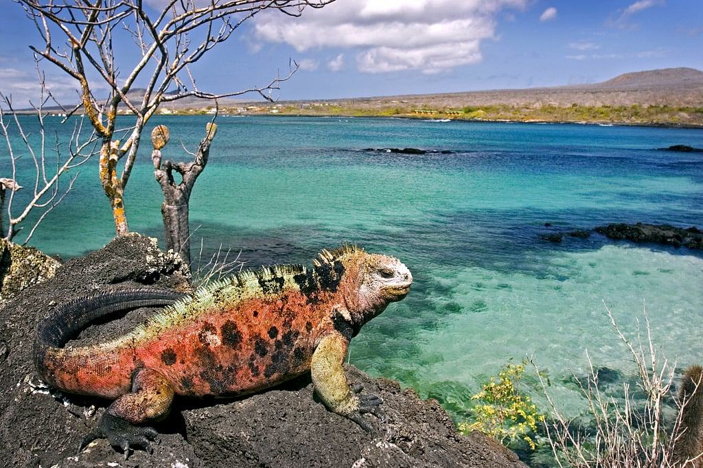 Iguana on Floreana Island, Galapagos