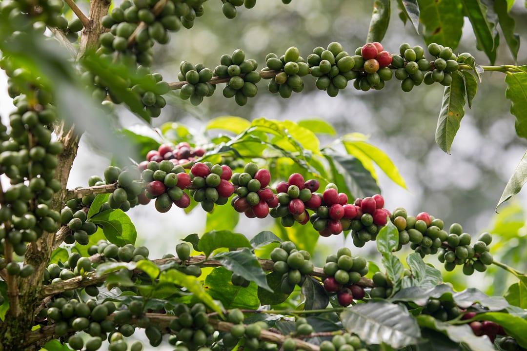 Coffee plantations in Boquete, Panama