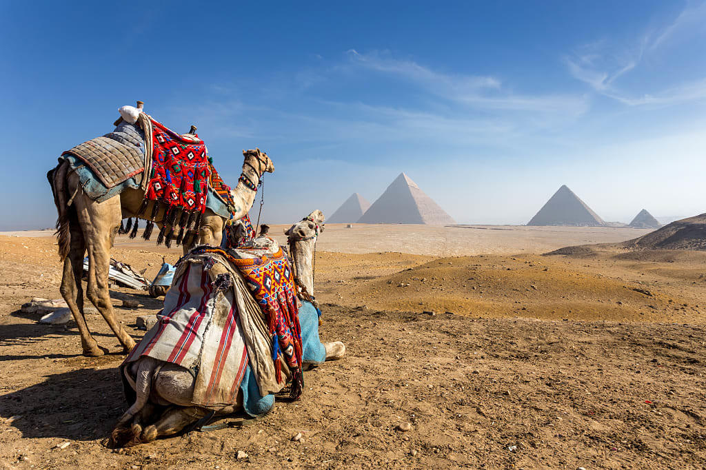 Camels on the Giza Plateau with a view of the pyramids in Egypt