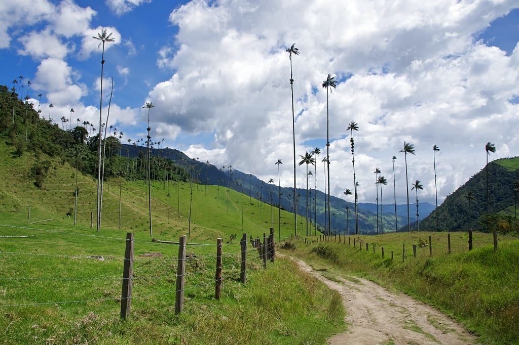 Hiking trail through truffula trees in Cocora Valley, Colombia
