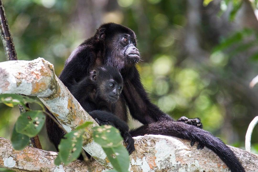 Howler monkey mother and baby in  Golfo de Chiriqui National Marine Park