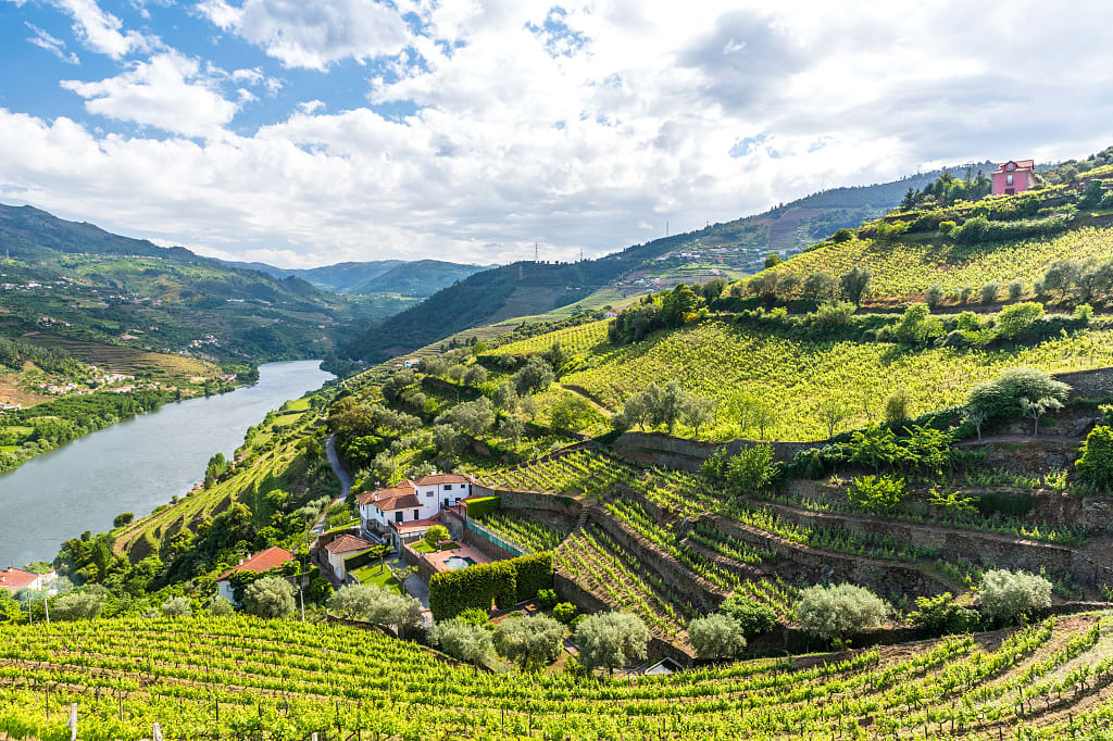 Vineyards along the river in Portugal's Douro Valley