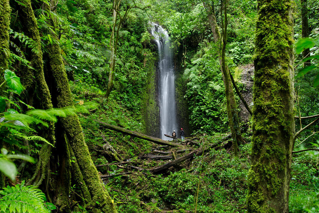 Hikers in La Amistad National Park in Panama