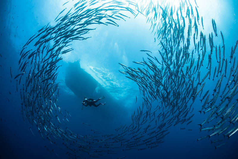Barracuda schooling and scuba diver in Coiba National Marine Park 