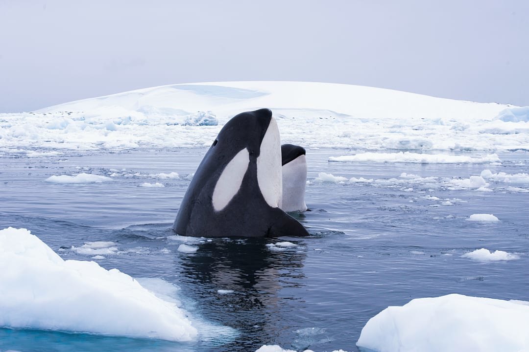 Two orcas breach the surface in Antarctica