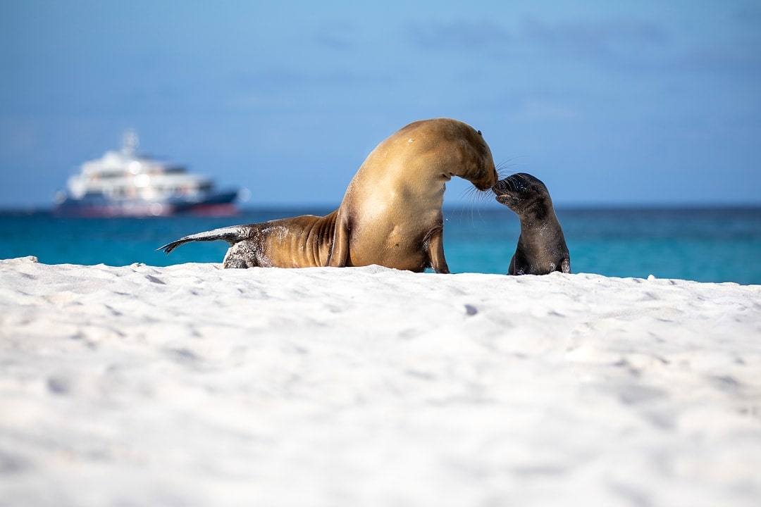 Sea lion and pup nuzzling on a white sand beach in the Galápagos Islands with a cruise ship offshore.