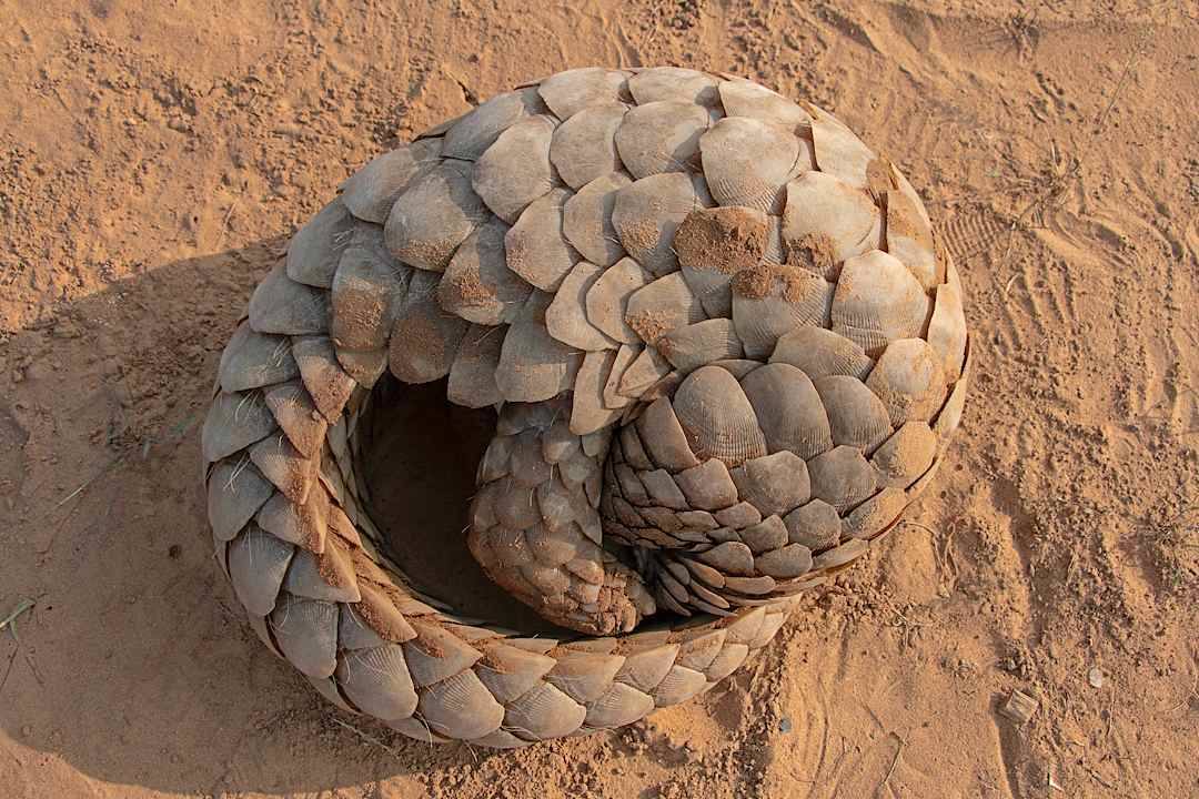 Pangolin, Namibia.