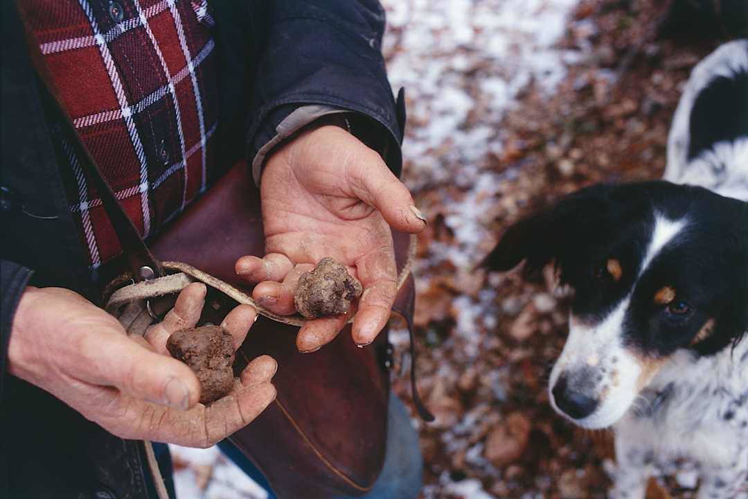 Truffle hunter holding white truffles