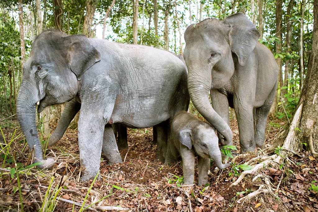 Three Sumatran elephants in the jungle