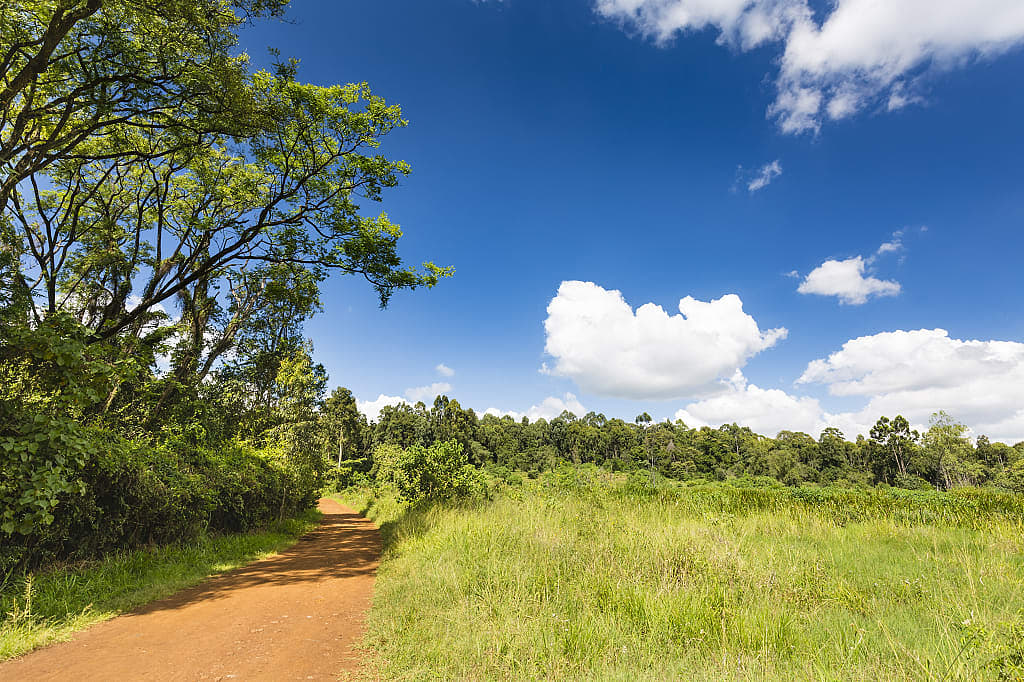 Karura forest road