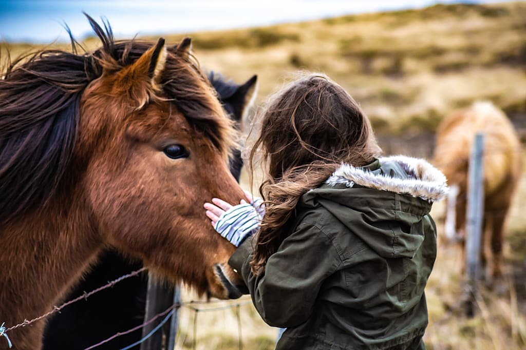 Young girl saying hi to an Icelandic pony