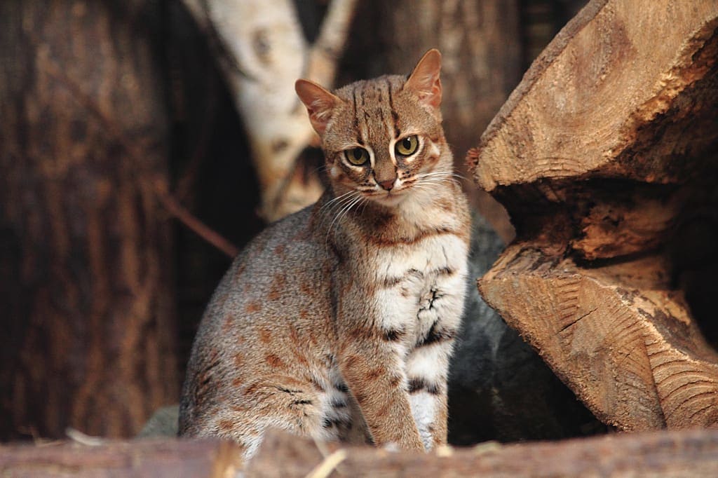 Rusty-spotted cat in Sri Lanka
