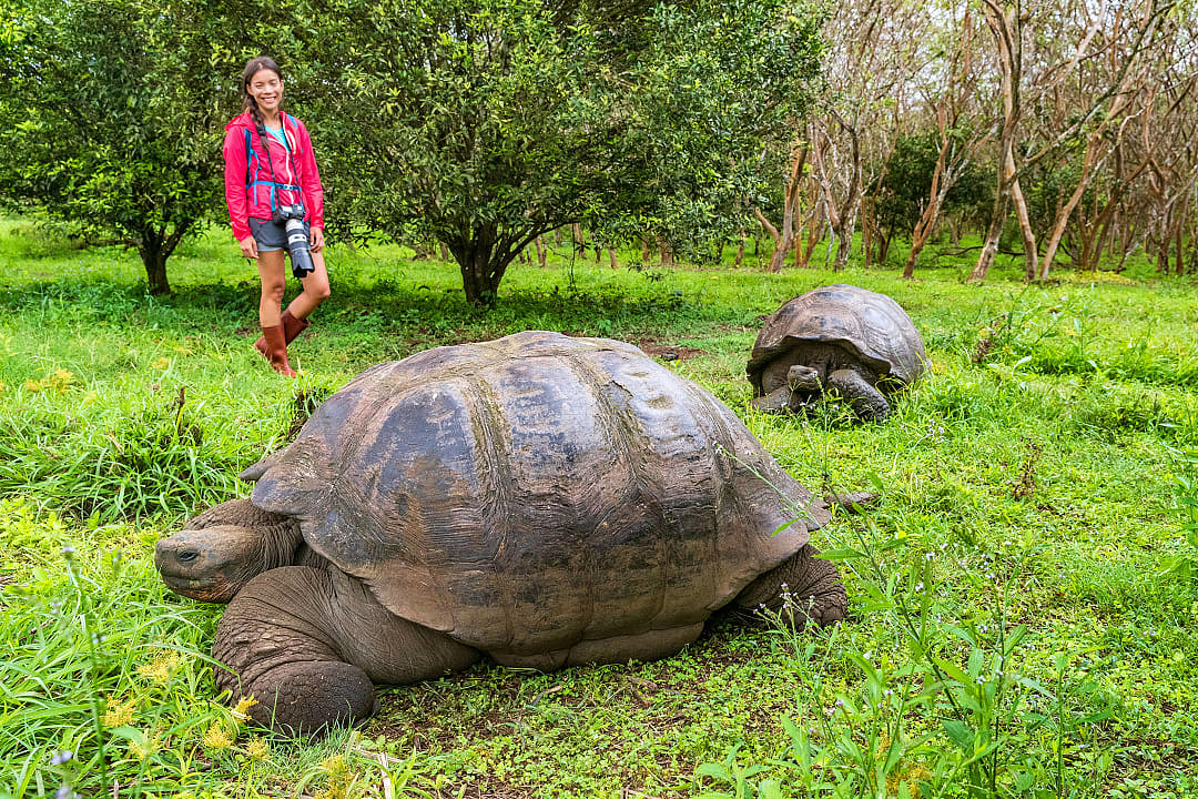 Giant tortoises on Santa Cruz island in the Galapagos