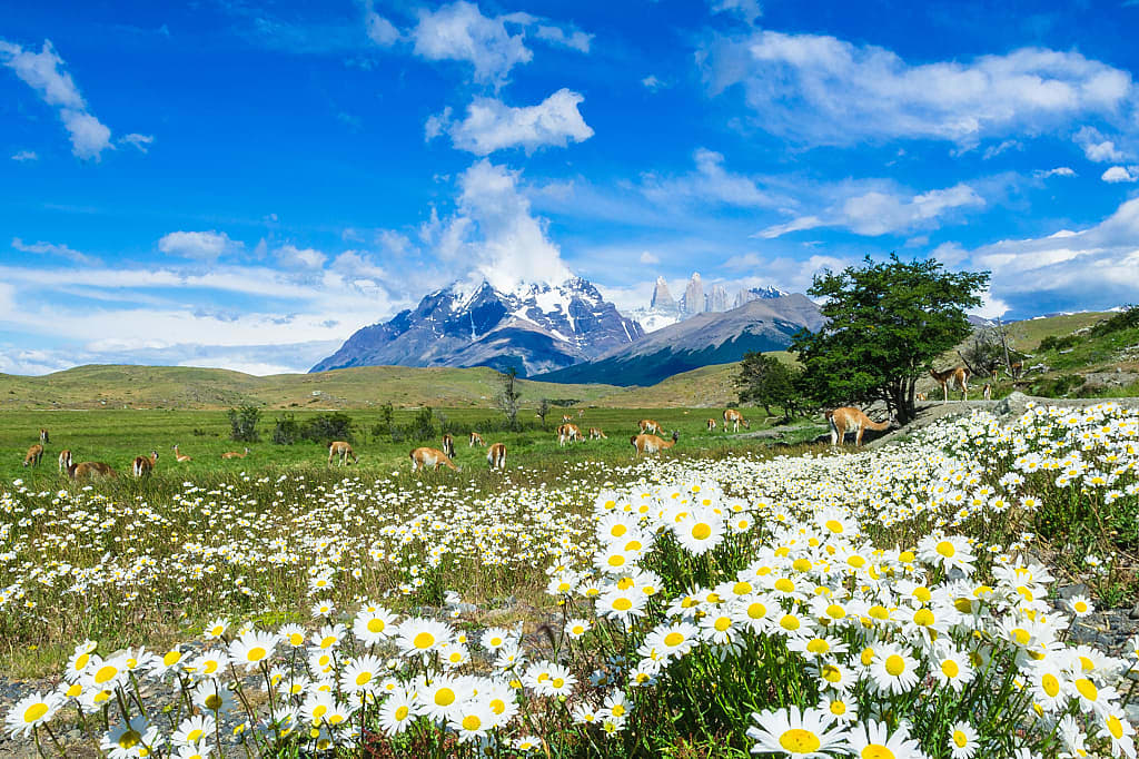 Wild flowers blooming in Torres del Paine, Chile