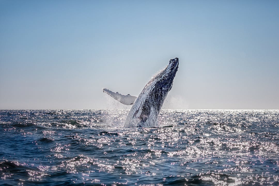 Humpback whale breaching the water's surface at Montague Island Nature Reserve, New South Wales