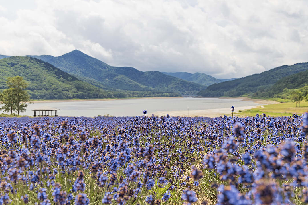 Lavander field in Hokkaido, Japan.