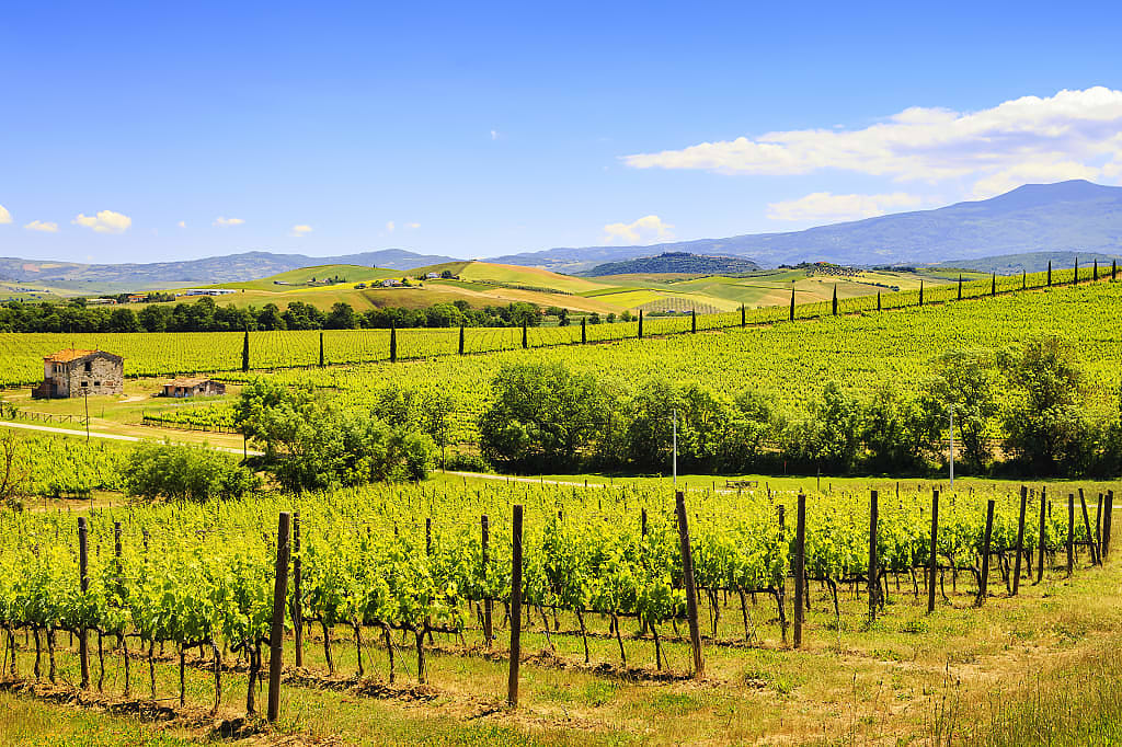 Vineyards in Montalcino, Italy