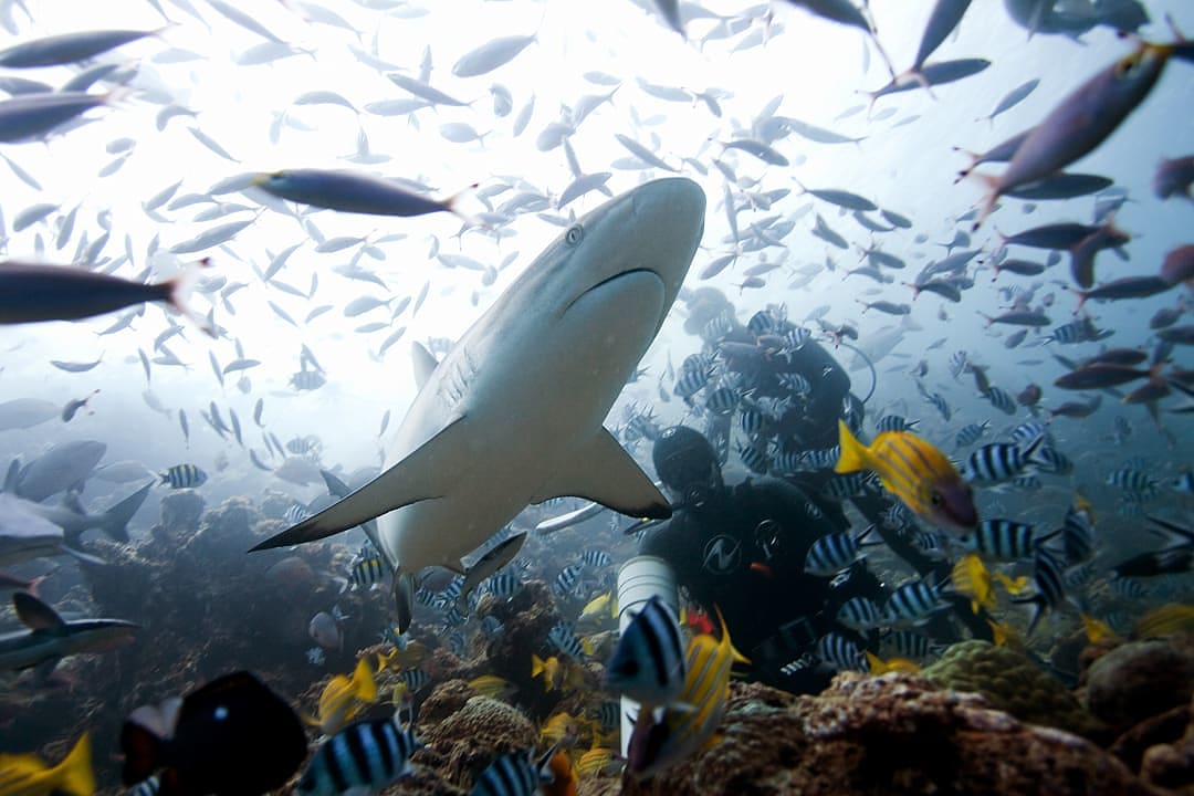 Snorkeling in the coral gardens of Fiji.