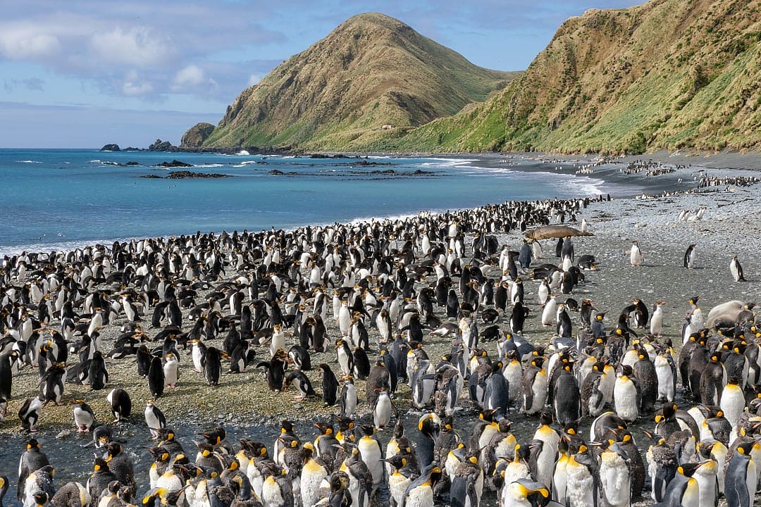 King penguin colony on Macquarie Island, Tasmania