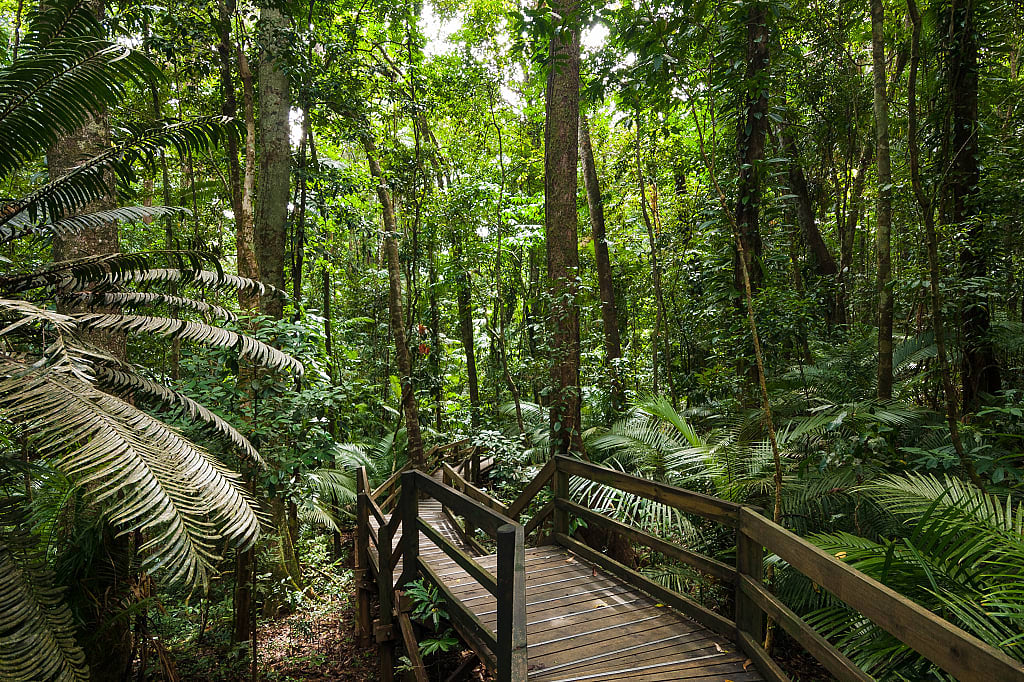 Walking path through Daintree Rainforest in Australia