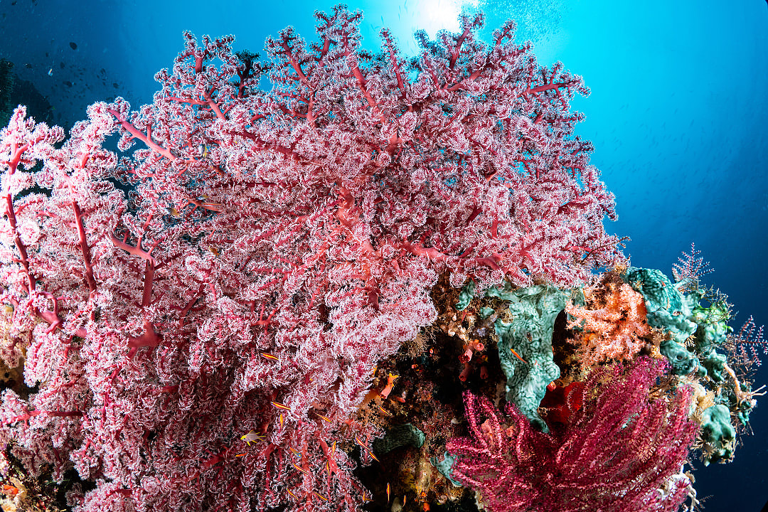Coral reef of Raja Ampat, Indonesia