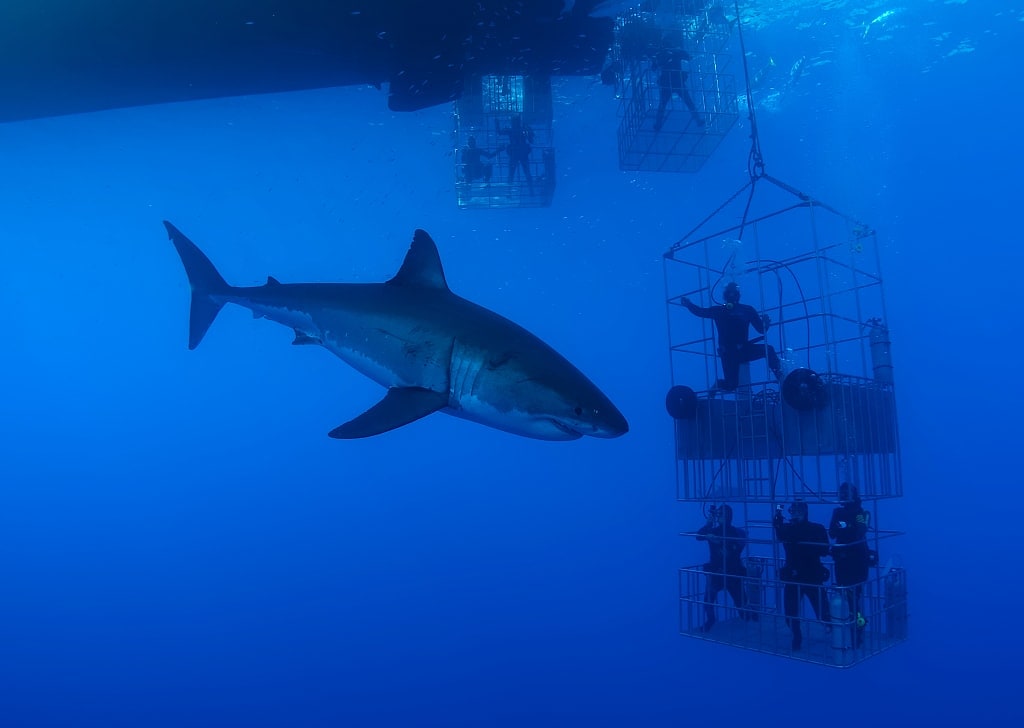 Shark cage diving in South Africa