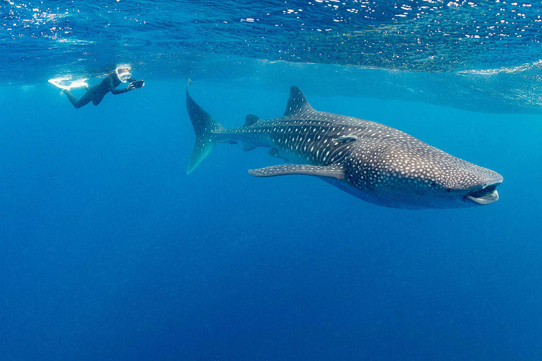 Snorkeler filming a whale shark near Isla Mujeres, Mexica