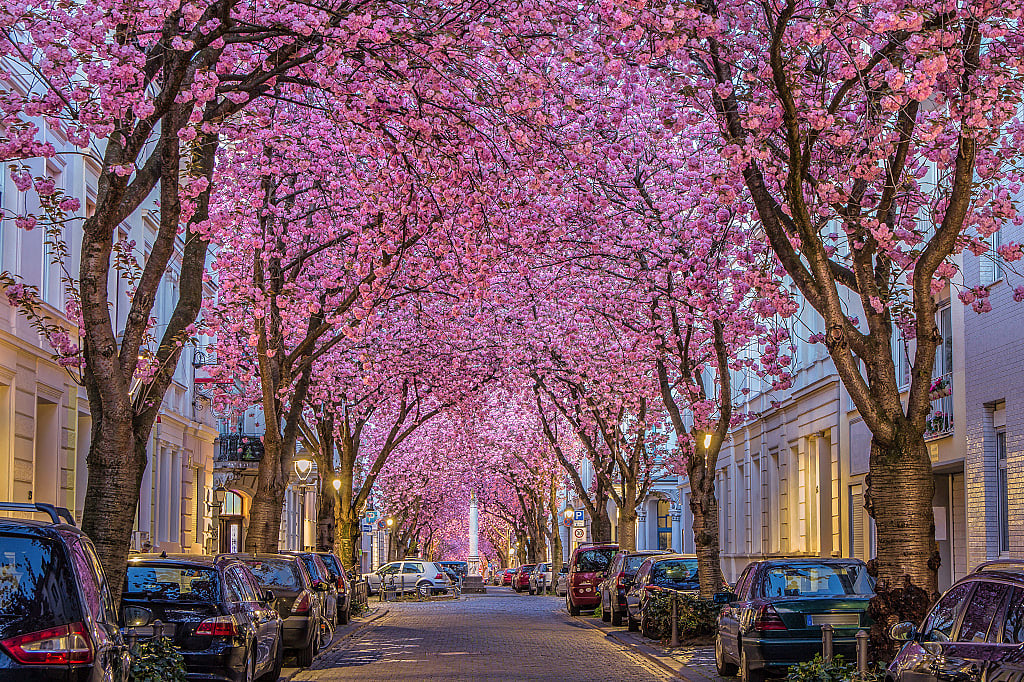 Cherry blooms cover Heerstrasse in the old town area of Bonn, Germany