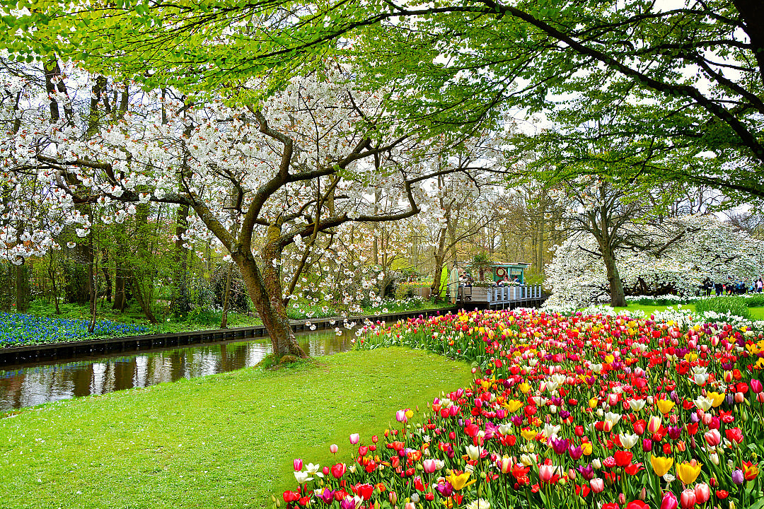 Tulip garden during spring in the Netherlands