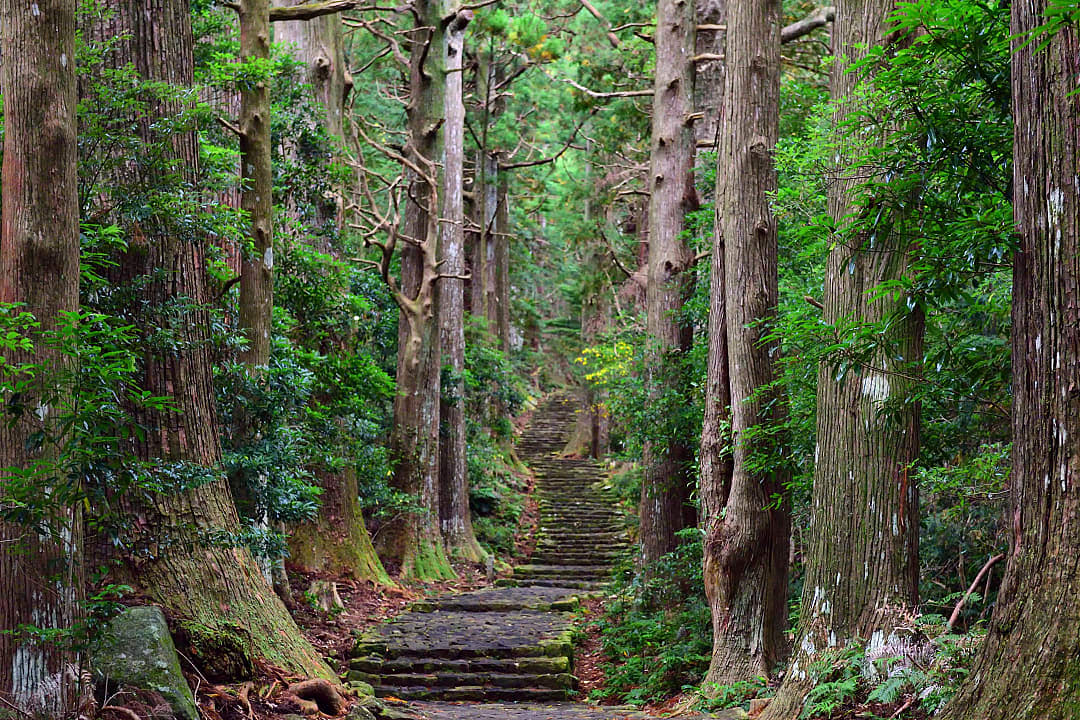 A stone staircase winds through a dense Japanese cedar forest along the Kumano Kodo pilgrimage route.