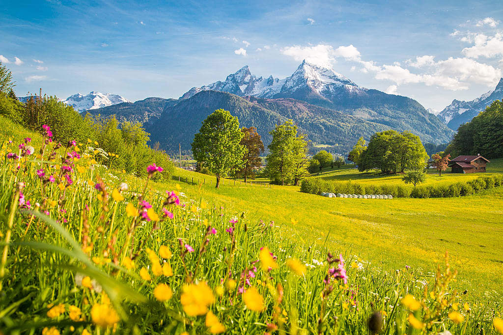 Idyllic alpine mountain scenery with blooming meadows and snowcapped mountain peaks