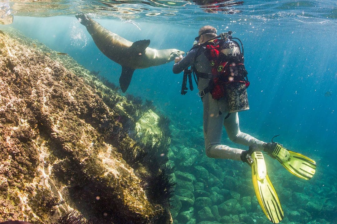 Senior scuba diver and sea lion in the Galapagos Islands, Ecuador