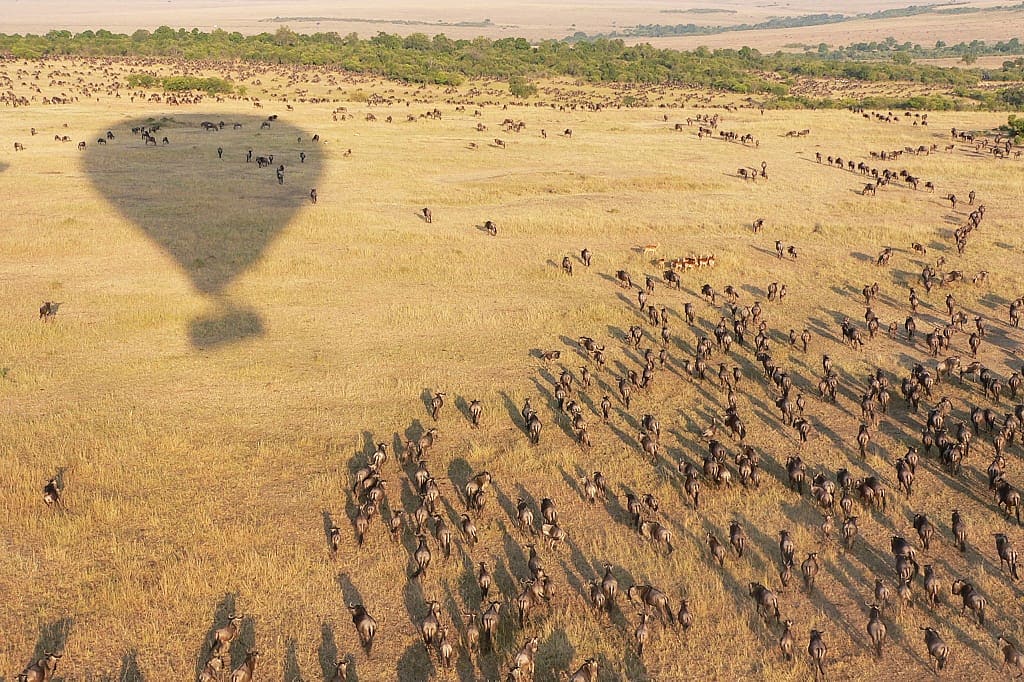 A morning view of the Great Migration in Tanzania from a hot-air balloon.