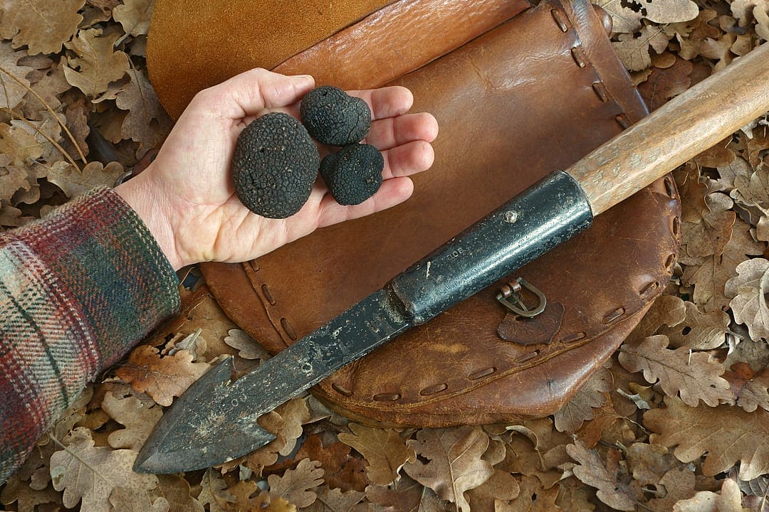 A Black truffle hunting experience in Croatia.