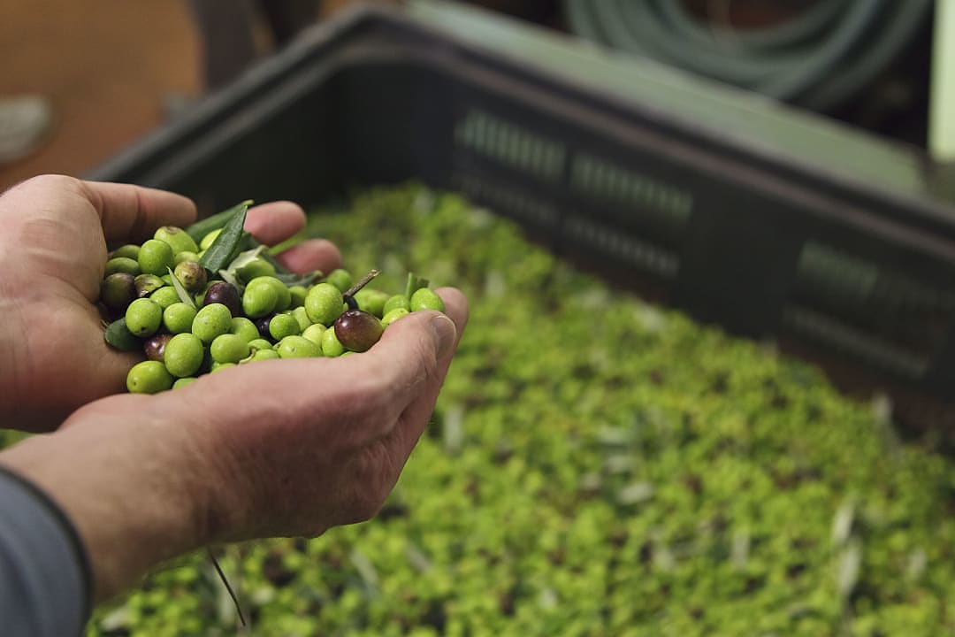 Farmer harvesting olives before the cold pressing process.