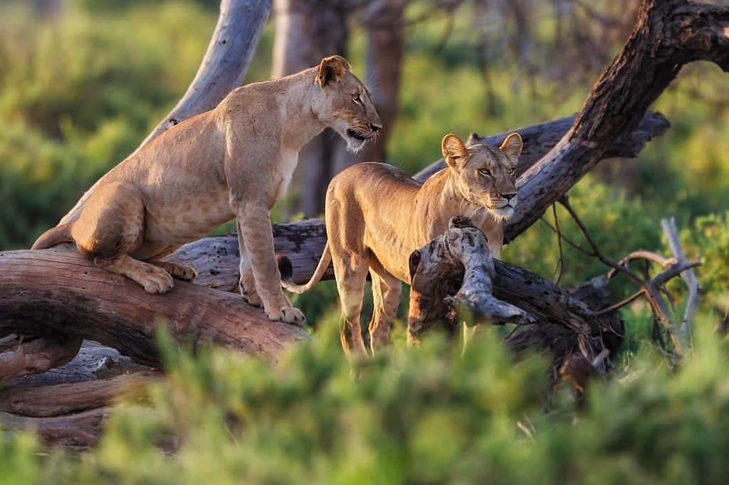 Lionesses in Samburu National Reserve, Kenya