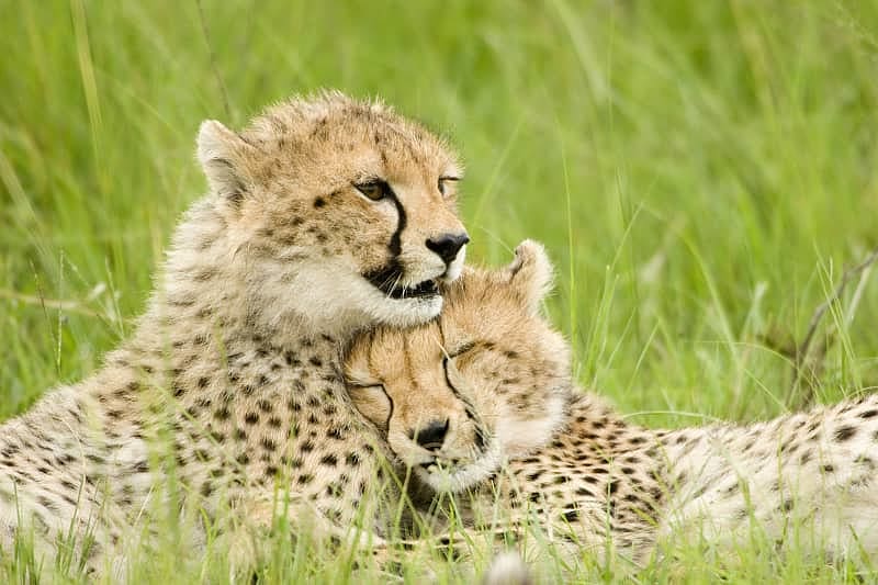 Cheetah cubs in the grasslands of Masai Mara National Reserve