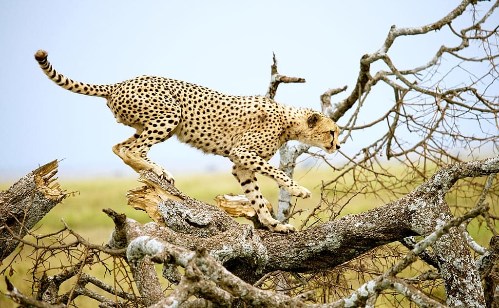 Cheetah on a tree in the savannah of the Serengeti