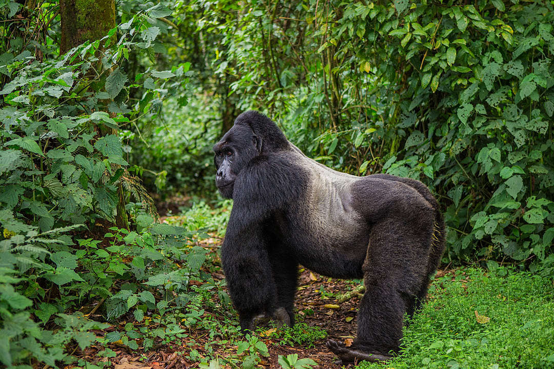 Silverback gorilla in Bwindi Impenetrable Forest in Uganda